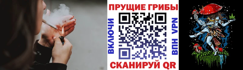 сколько стоит  Иланский  Псилоцибиновые грибы Psilocybe 